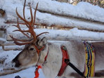 Northern lights vacation in Lapland, tailor made