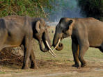 Karnataka wildlife vacation in India