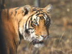 Tiger watching vacation in India