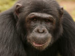 Uganda chimpanzee safari