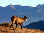 Wildlife conservation volunteering in Slovakia