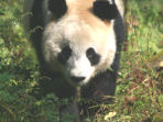 Volunteer with pandas in China