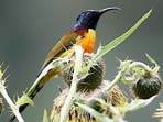 Bhutan bird watching vacation