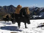 Trekking vacation in Bhutan