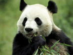 Panda conservation vacation in China