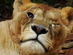 Wildlife volunteering in Malawi, with Zambia safari