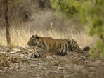 Tiger conservation vacation in India