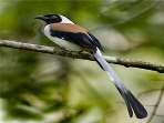 Kerala birdwatching vacations, Western Ghats