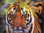 Wildlife photography vacation in India