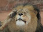 Budget safari in Kruger, South Africa