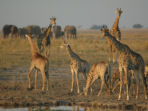 Camping safari in Southern Africa