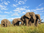 Elephant conservation in South Africa
