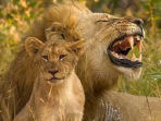 Lion research project in South Africa