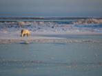 Churchill polar bear tour in Canada