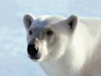 Polar bear watching cruise in Svalbard, Norway