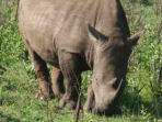 Rhino Capture on a game reserve in South Africa