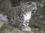 Snow Leopard tracking in the Himalayas