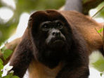 Ecuador wildlife tour
