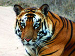 Tigers safaris in India