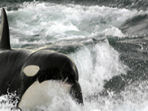 Whale watching tour in Argentina