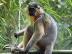 Bangladesh wildlife vacation