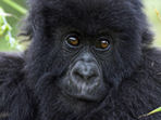 Primate tour in Rwanda and Uganda