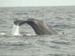 Blue whale watching in Sri Lanka