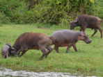 Uganda mountain gorilla and wildlife safari