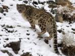 Snow Leopard trek in the Indian Himalayas
