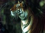Tiger tour in India, land of the Tiger tour