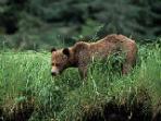 Grizzly Bear watching tour in British Columbia, Canada