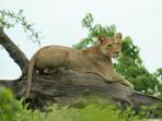 Southern Africa tailormade safari