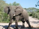 Zululand safari vacation, South Africa