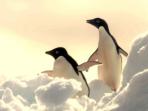 Antarctica vacation, classic cruise