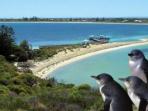 Penguin Island day trips, Perth, Western Australia