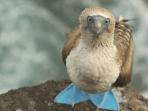 Galapagos vacation cruise
