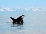 Wilderness vacation in Alaska