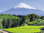 Small group tours to Japan