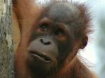 Borneo safari, jungle, mountain & beach