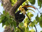 India bird watching vacation in the Himalayas