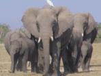 Family cycling vacation in Kenya & Tanzania