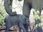 Family luxury safari & beach vacation, South Africa & Mozambique