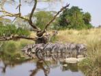 Kenya tailor made family safari