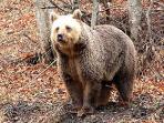 Brown bear watching vacation in Bulgaria