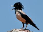 Bulgaria bird watching vacation