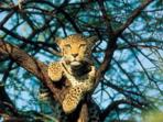 Tanzania safari vacation