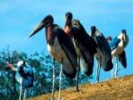 Ethiopia birdwatching holiday in Bale Mountains