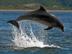 Scotland, dolphin and wildlife watching trips