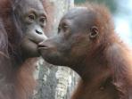 Rainforests, orangutans and beaches in Borneo