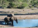 Zululand & Mozambique vacation, wildlife and beaches